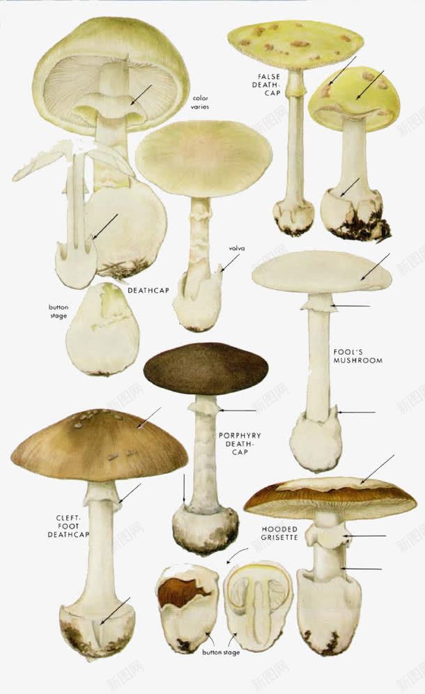 卡通白色蘑菇png免抠素材_新图网 https://ixintu.com 植物 菌类 蘑菇 香菇