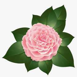 红茶PNG图一朵唯美粉色茶籽花插画高清图片
