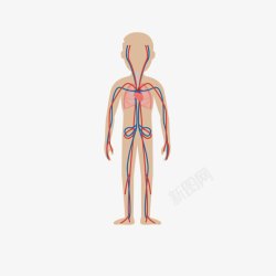 脏器血管卡通人物人体血管高清图片