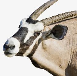 常见高原动物西藏野生藏羚羊高清图片