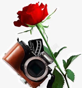 相机玫瑰植物摄影png免抠素材_新图网 https://ixintu.com 摄影 植物 玫瑰 相机