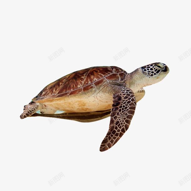 海龟动物png免抠素材_新图网 https://ixintu.com 乌龟 动物 海龟 长寿
