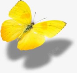 各种姿势蝴蝶黄色飞舞姿势蝴蝶高清图片