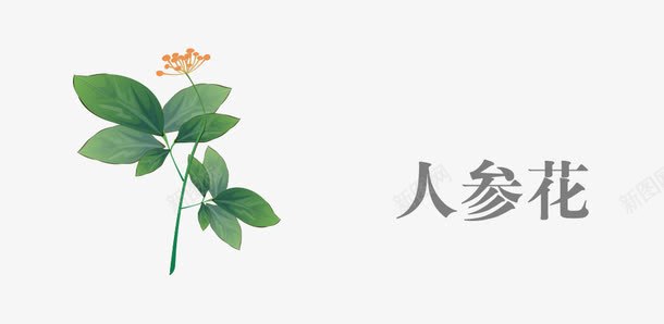 中药人参花png免抠素材_新图网 https://ixintu.com 中药 人参花 草药