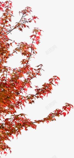 红色树叶小区景观素材