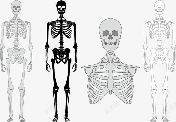 人体骨骼png免抠素材_新图网 https://ixintu.com 人体研究 人体骨骼 胸腔 骨头人 骨架