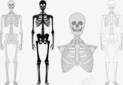 胸腔骨架人体骨骼高清图片