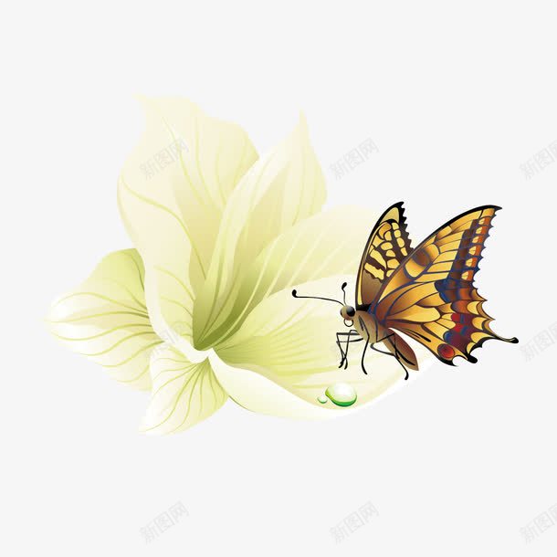 蝴蝶和花png免抠素材_新图网 https://ixintu.com 白色的花 花 蝴蝶