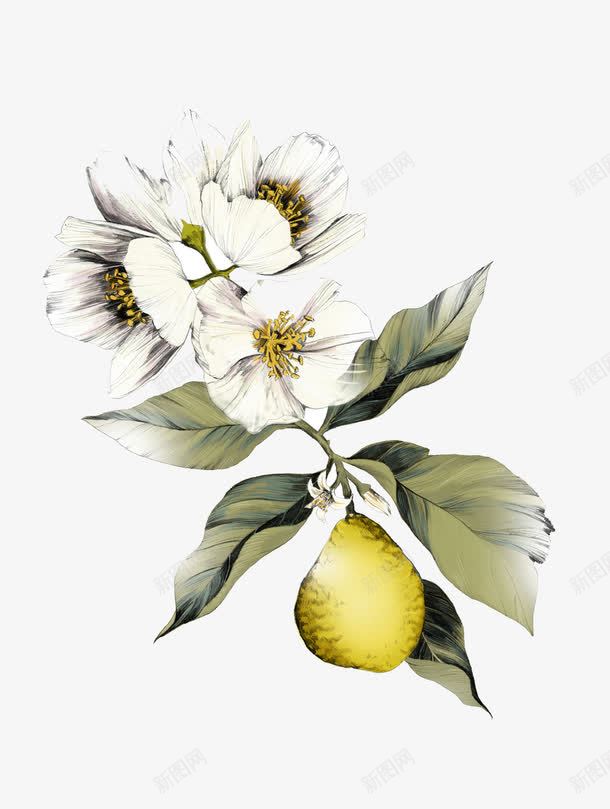 素描花图案png图片免费下载 素材0zqaeuguv 新图网 素描花图案png图片免费下载 素材0zqaeuguv 新图网