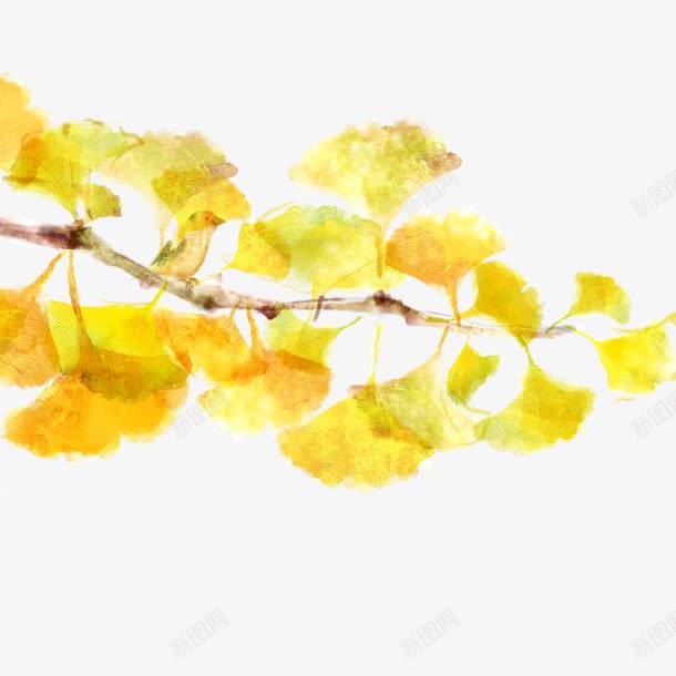 银杏的黄色花朵图png免抠素材_新图网 https://ixintu.com 花朵 银杏 银杏的黄色花朵图 黄色