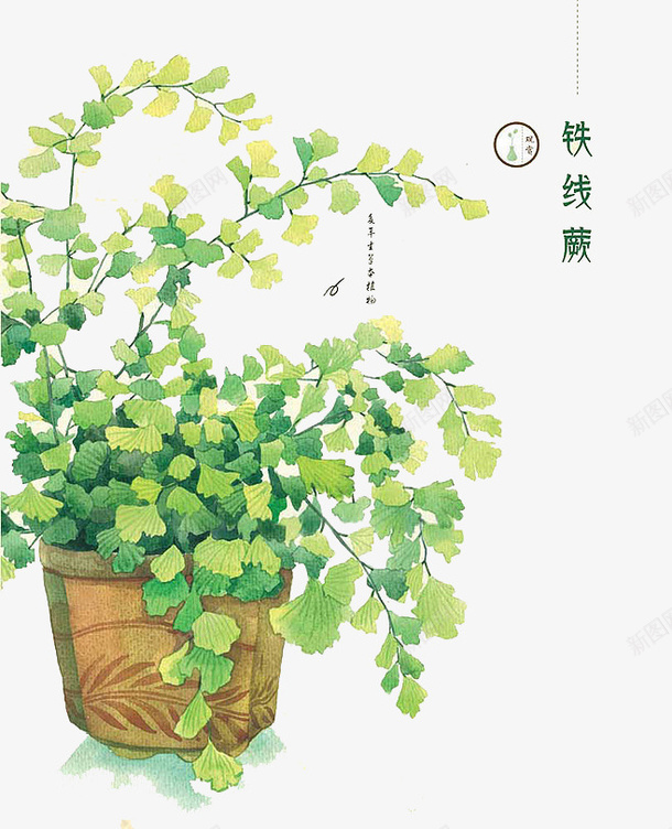 铁线蕨png免抠素材_新图网 https://ixintu.com 儿童插画 卡通素材 植物 铁线蕨