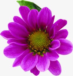 紫色鲜花美景装饰素材
