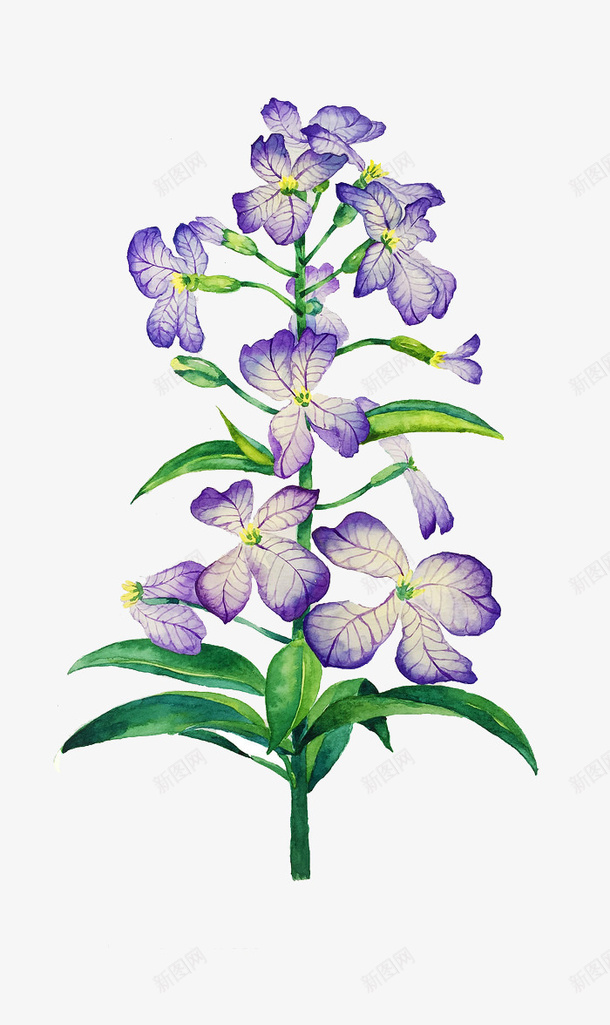 唯美手绘鲜花png免抠素材_新图网 https://ixintu.com 卡通 手绘 手绘插画 插画 花卉 鲜花