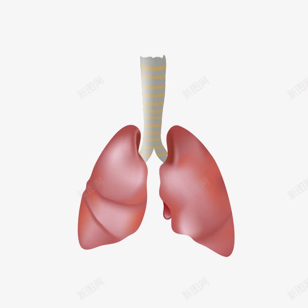 人体肝脏png免抠素材_新图网 https://ixintu.com 人体内脏器官 内脏器官 医学研究 矢量人体肝脏