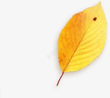 创意手绘黄色的树叶效果png免抠素材_新图网 https://ixintu.com 创意 效果 树叶 黄色
