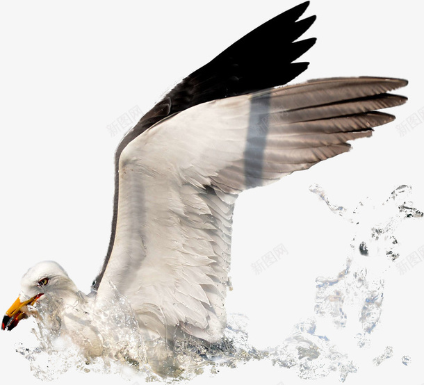 着陆的海鸥png免抠素材_新图网 https://ixintu.com 水 水滴 海 海鸥 着陆