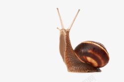 鍗楃摐蜗牛高清图片