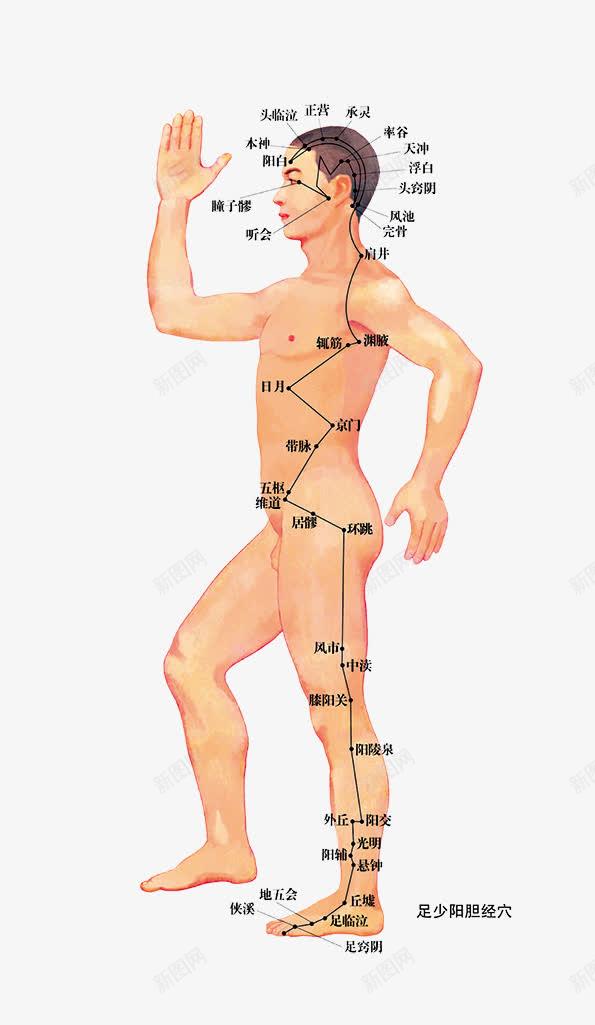 人体png免抠素材_新图网 https://ixintu.com 人体 穴位 身体