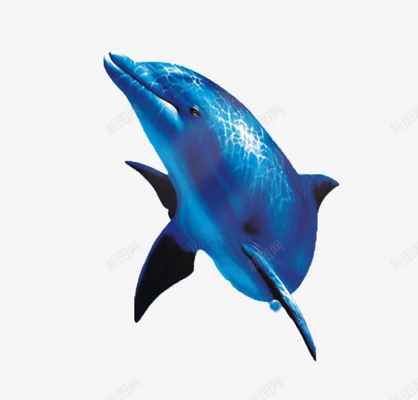 蓝色鲨鱼psd免抠素材_新图网 https://ixintu.com 动物 水 蓝色 跳跃 鲨鱼