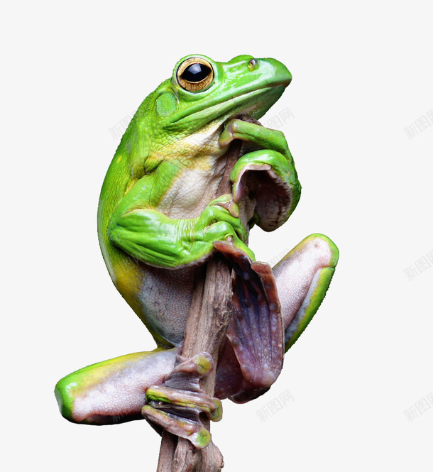 绿色树蛙png免抠素材_新图网 https://ixintu.com 动物 树蛙 绿色 青蛙