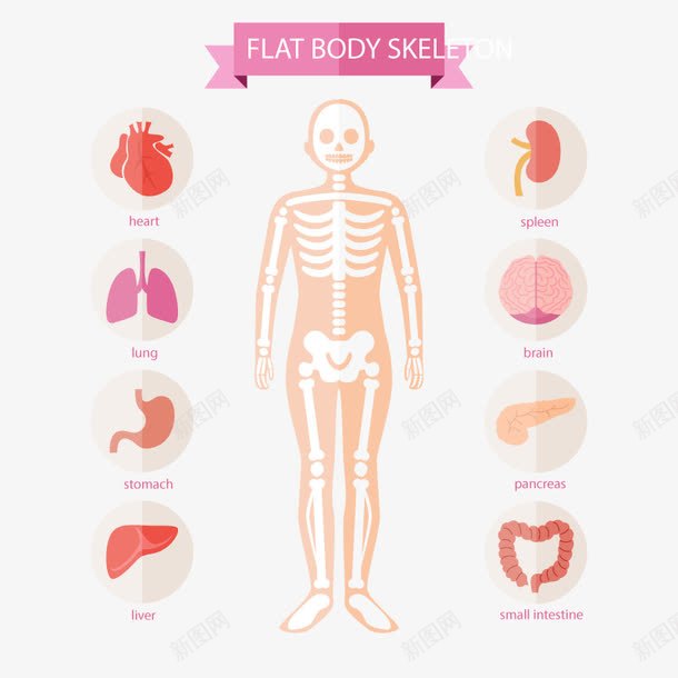人体功能png免抠素材_新图网 https://ixintu.com 五官 免扣png素材 免费png素材 口鼻 器官 肠子 骨架