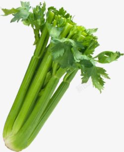 芹菜实图绿色新鲜芹菜高清图片