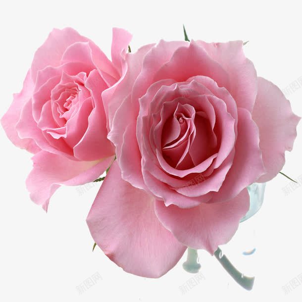 粉色玫瑰花png免抠素材_新图网 https://ixintu.com 两朵玫瑰 玫瑰花 粉色 花朵