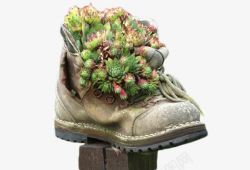 创意鞋子里的植物素材