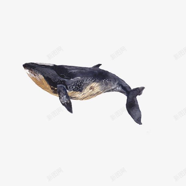 黑色的鲸鱼png免抠素材_新图网 https://ixintu.com 动物 小鱼 手绘鲸鱼 海产品 鲸鱼 黑色鲸鱼