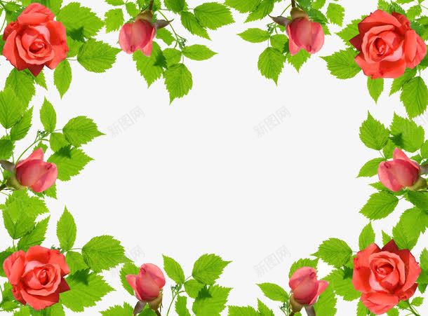 玫瑰花边框png免抠素材_新图网 https://ixintu.com 叶子 枝条 玫瑰花 玫瑰花边框 绿色 花 装饰
