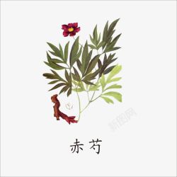 赤芍赤芍高清图片