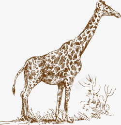 站立的长颈鹿可爱棕色长颈鹿高清图片