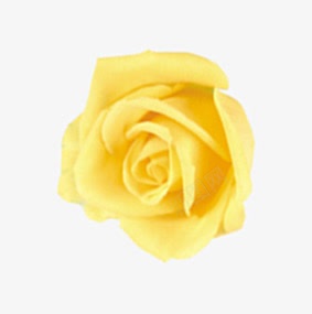 黄色时尚花朵玫瑰png免抠素材_新图网 https://ixintu.com 时尚 玫瑰 花朵 黄色