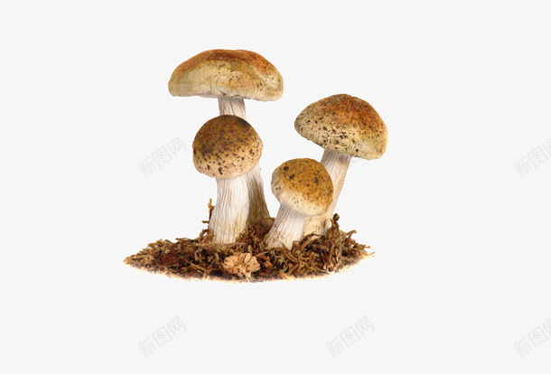 四朵蘑菇png免抠素材_新图网 https://ixintu.com 免费png元素 蘑菇 食材 食物