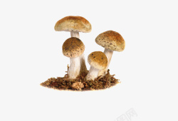 四朵蘑菇素材