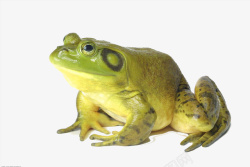 哌哌叫的青蛙趴在地上的绿色小青蛙高清图片
