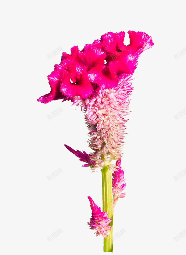 鸡冠花png免抠素材_新图网 https://ixintu.com 植物 粉色 花卉 装饰素材