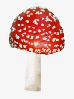 透明红色蘑菇素材