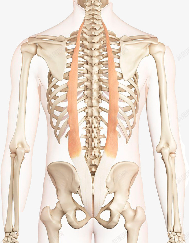 学习研究的脊椎图png免抠素材_新图网 https://ixintu.com 健康 准确图 医学研究 对人的重要性 男性 背部脊椎 防疾病