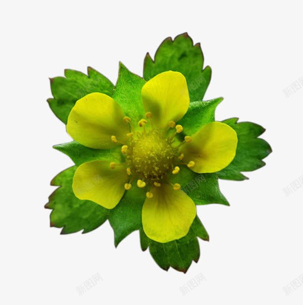 一朵蛇莓花png免抠素材_新图网 https://ixintu.com 健康 地莓 植物 绿色花托 花卉 蔷薇科植物 装饰图案 黄色花朵