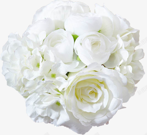 白色的玫瑰花png免抠素材_新图网 https://ixintu.com 玫瑰花 白色 花卉 花朵