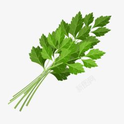 绿色植物蔬菜芹菜素材