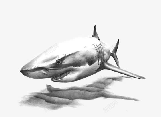 手绘鲨鱼png免抠素材_新图网 https://ixintu.com 卡通鲨鱼 大白鲨 手绘鲨鱼 鲨鱼插画