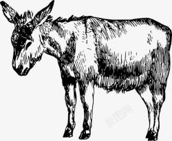 黑白驴驴素描黑白高清图片