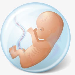 人体胚胎图标图标