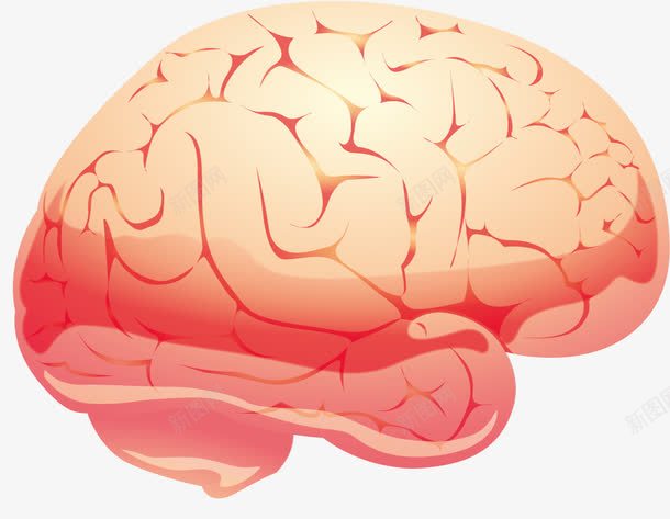 大脑png免抠素材_新图网 https://ixintu.com 人脑图 动脑筋 大脑 头脑 神经系统 聪明 脑浆