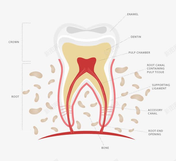 牙齿解剖图png免抠素材_新图网 https://ixintu.com 