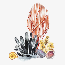 卡通手绘珊瑚海螺素材