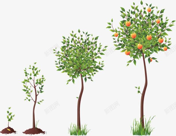 生长的橘子树png免抠素材_新图网 https://ixintu.com 实物 树叶 橘子树 生长