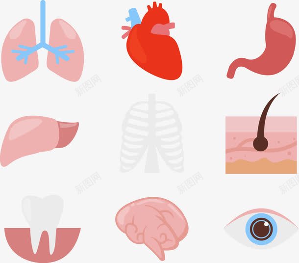 内脏png免抠素材_新图网 https://ixintu.com 人体内脏器官 人体内账 内脏图 心脏 牙齿 眼睛